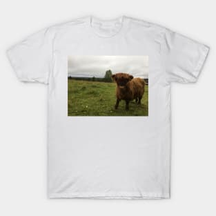 Scottish Highland Cattle Calf 1544 T-Shirt